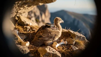 Zoologijos netikėtumas: pirmasis saugomo gyvūno jauniklis laisvėje po 100 metų
